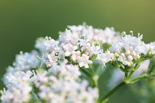 Organic Angelica