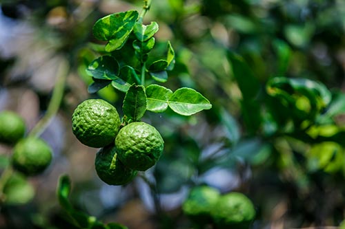 Organic Bergamot